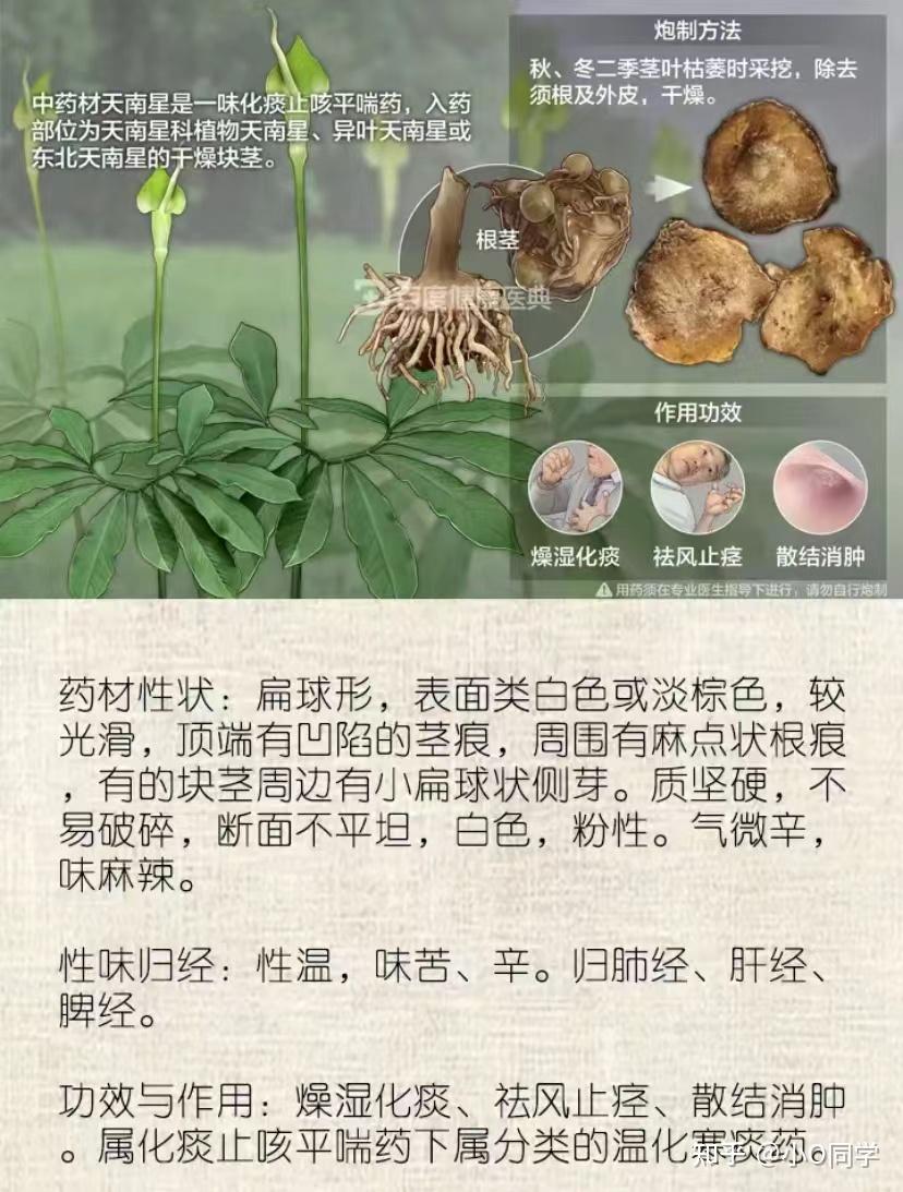 每天认识一味中草药-天南星