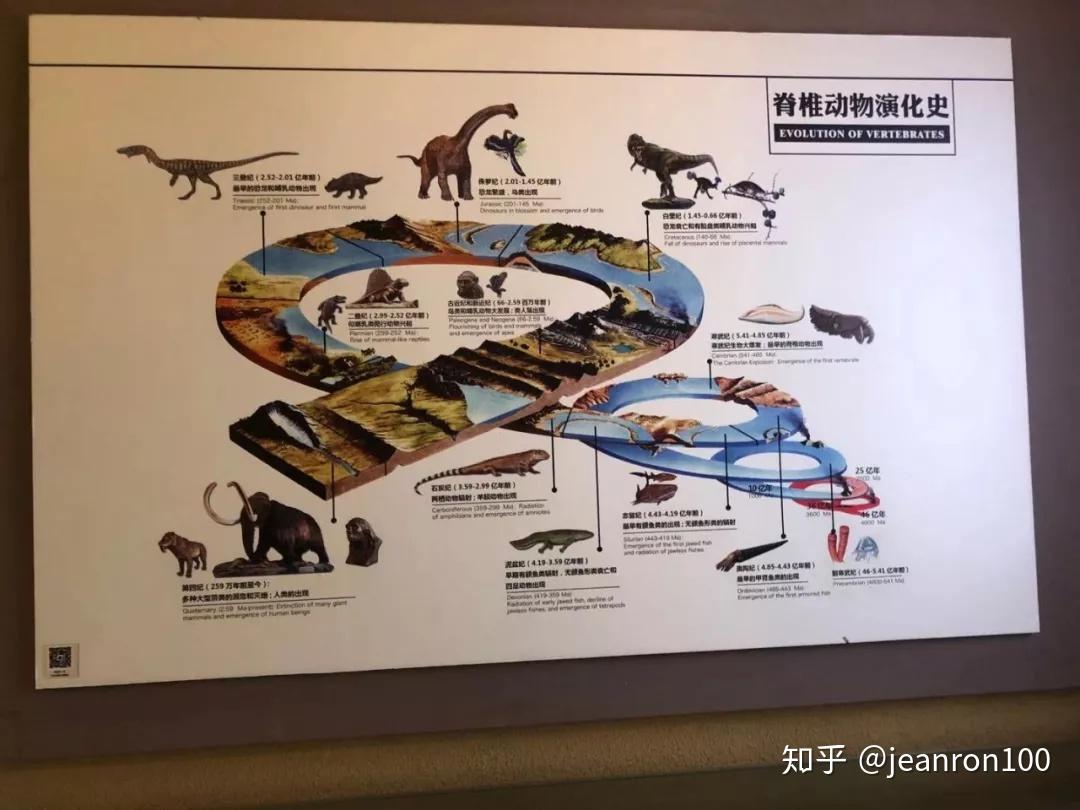 我们主要是去了和动物相关的展览,从这个时间线可以看到恐龙生活的