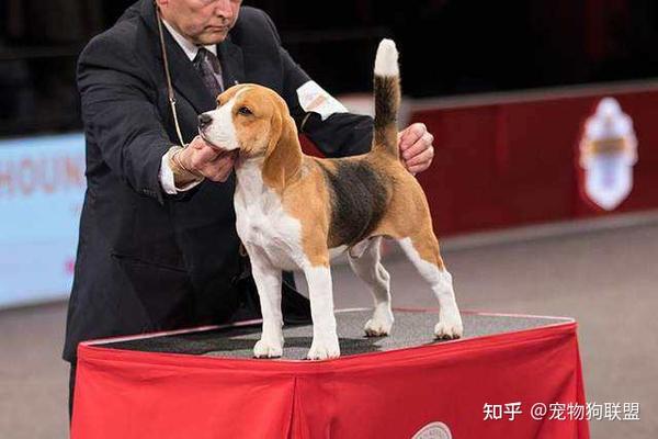 比格犬 优点和缺点都有哪些 第二条缺点我可是接受不了 知乎