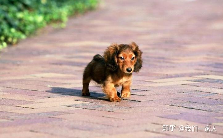 犬界最长寿的7种狗第一名在中国