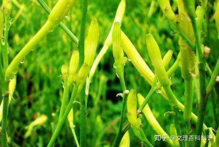 跨越三千年一起去看看遍地葑菲芣苢的诗经世界