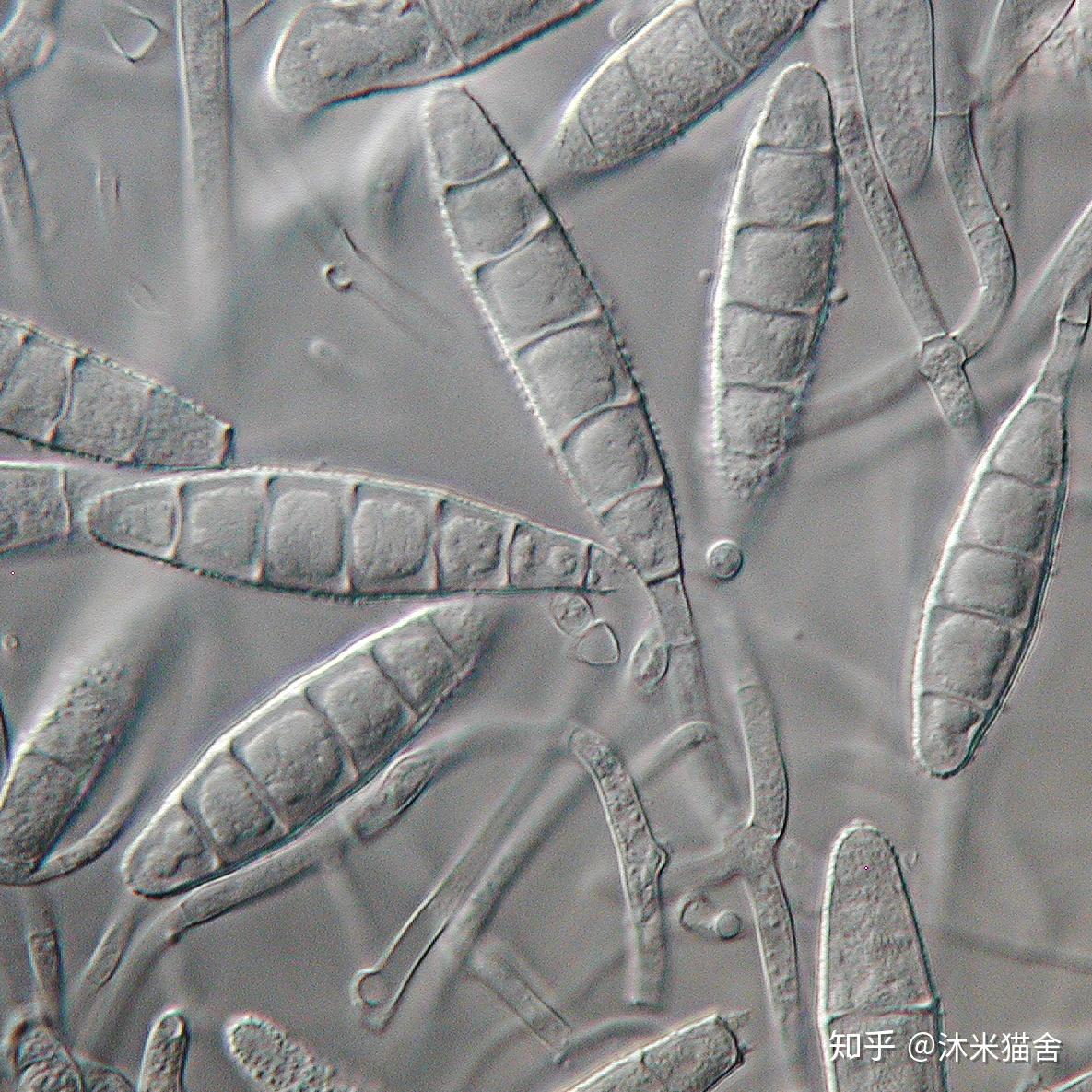 诸葛菜小孢子培养及其单倍体减数分裂染色体配对观察
