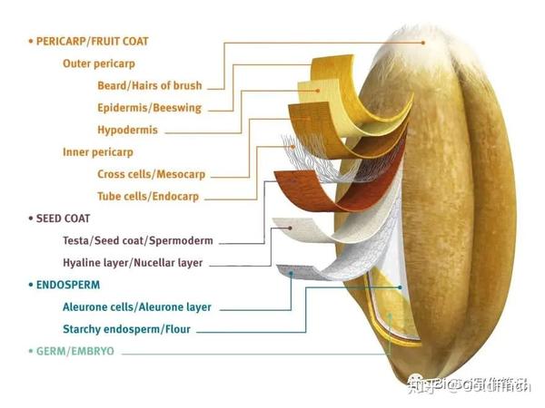 果实和种子各部位的名称 中英文对照笔记 知乎