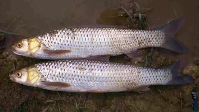 叫"红眼蠢"但总会有懂欣赏的人,若不是老饕,根本不会想到蠢鱼鱼生一食