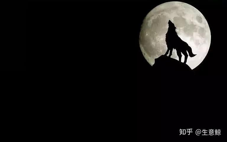 狼成群生活,一群狼的数量正常在7匹左右,群狼以最强一头狼为领导.