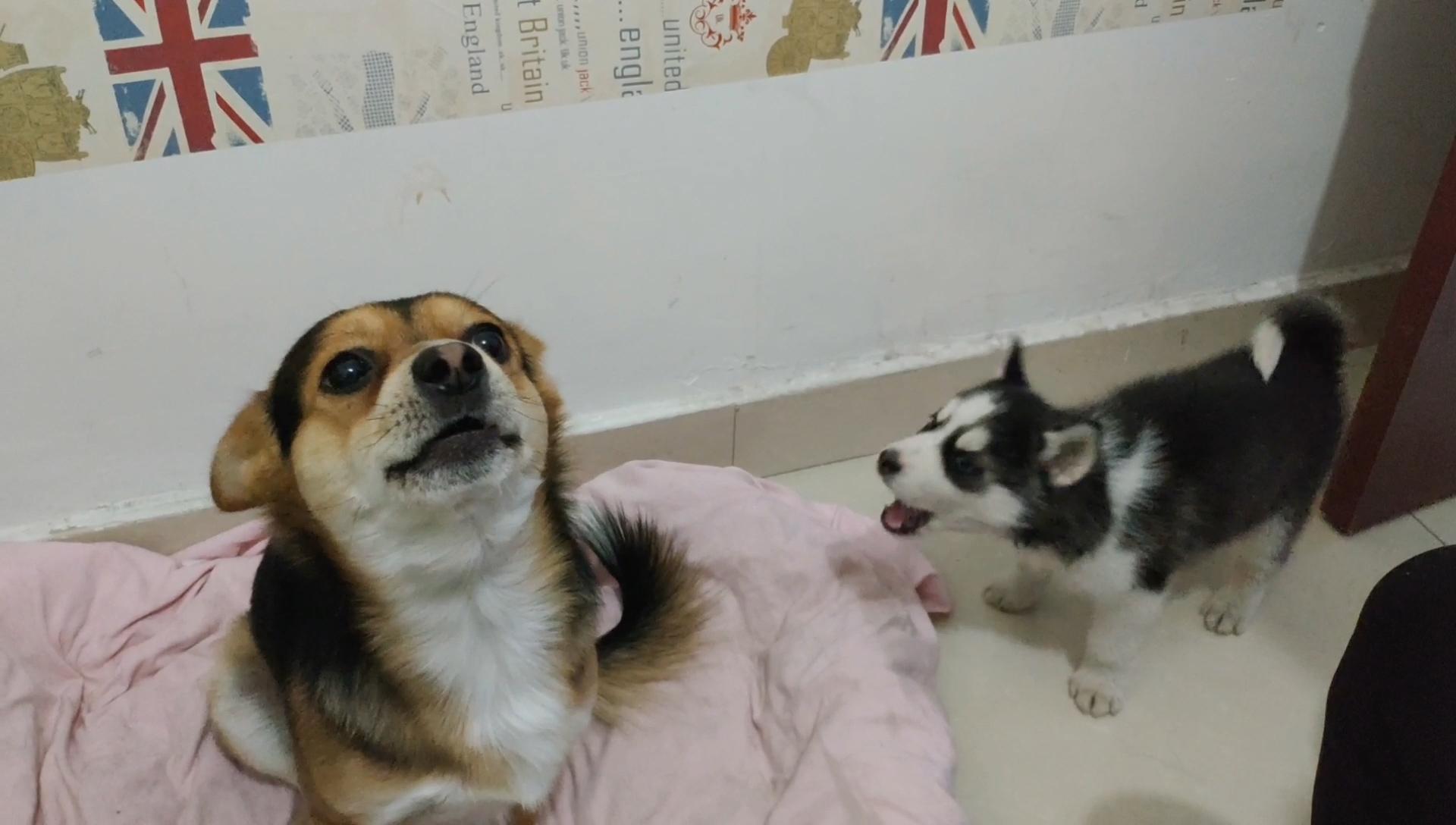 收养的小狗奶凶奶凶的咬主人当3只大狗护主时小奶狗立马认怂