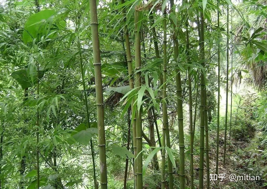 竹类植物识别图鉴(超全),值得珍藏! - 知乎