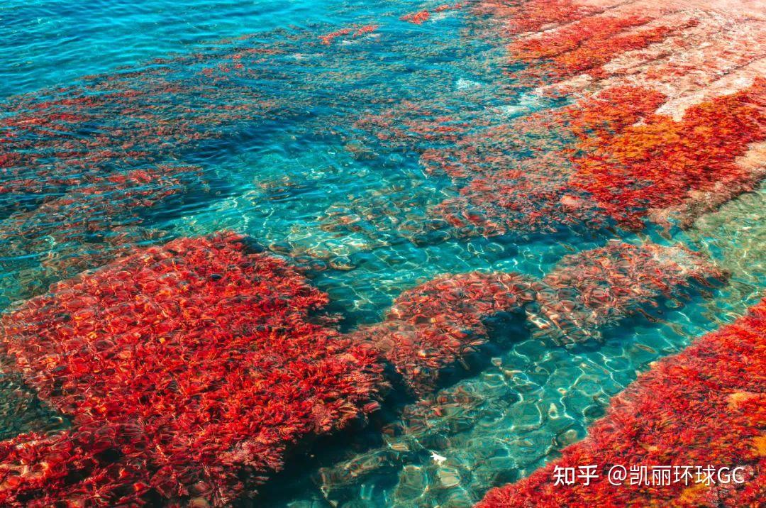 海洋能量,来自深海的营养物质