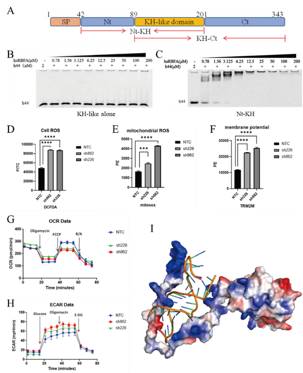 NAR︱张亮/施蕴渝团队揭示线粒体核糖体结合因子hsRBFA辅助线粒体核糖体成熟的分子机理 - 知乎