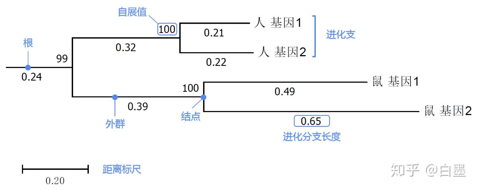 基因做進化樹,為了方便我們用中文來標識(實際建樹一般用物種拉丁名或