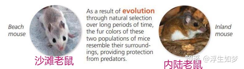 Chapter 1、Evolution, the Themes of Biology, and Scientific Inquiry (翻译 ...