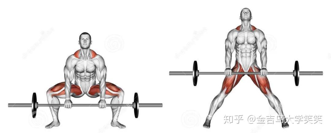 30张下半身肌肉训练图谱一次看懂哪个动作练哪块肌肉