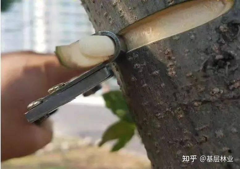 果树环割技术简介
