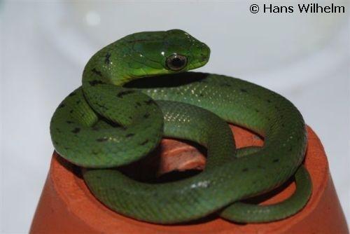 娇弱的绿色精灵——翠青蛇简介