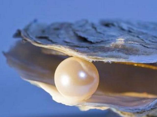 你见过开珍珠蚌吗珍珠是怎么得到的
