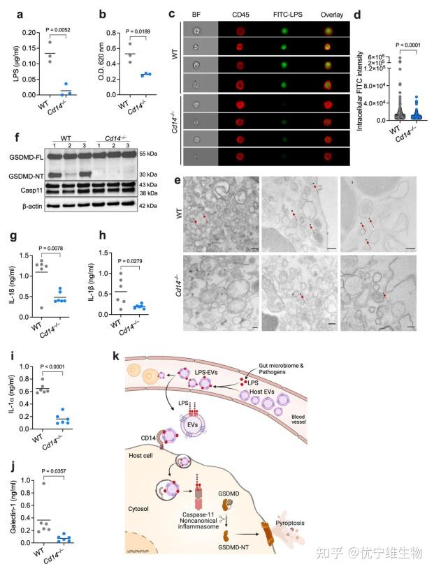 Cell、Nature揭秘细胞焦亡新机制:焦亡和外泌体顶流热点间的碰撞 - 知乎