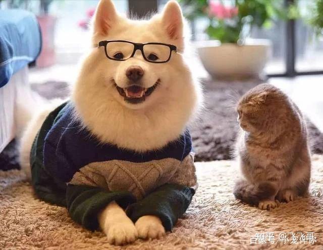 那些猫狗双全的人后来怎么样了? - 知乎