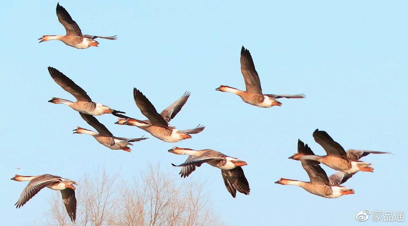 阿斯汗《鸿雁》马头琴