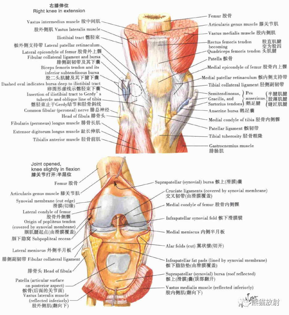 膝关节背侧面观图片