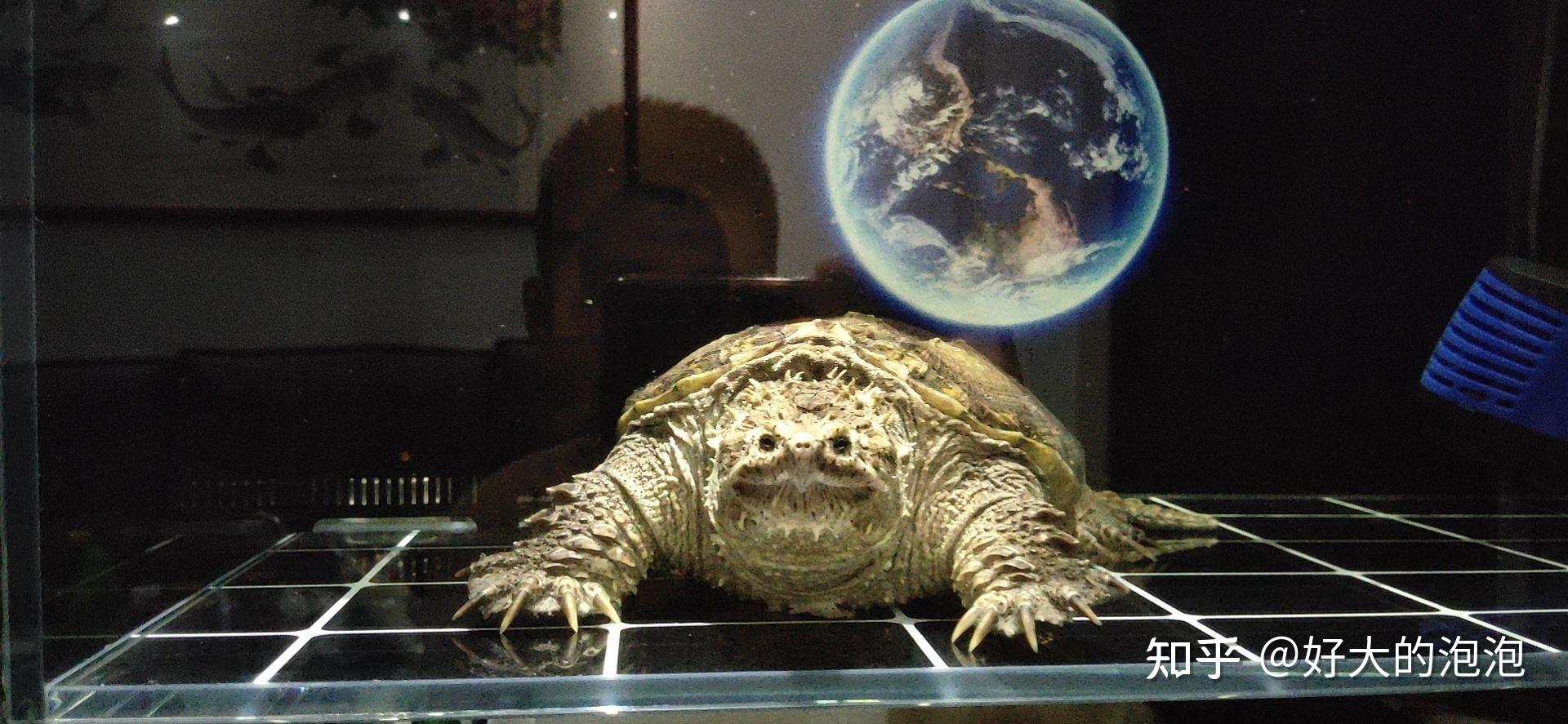 如何区分佛鳄龟品相的好坏? - 知乎