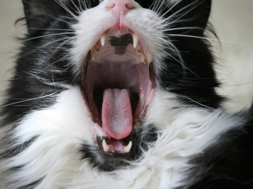 猫の歯の生え変わり時期とその際の注意点とは | ねこちゃんホンポ