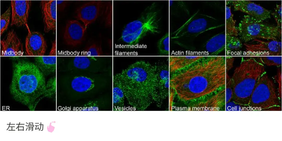 免疫细胞化学/免疫荧光 (ICC/IF) 实验操作全流程! 一看就懂噻~ | MedChemExpress (MCE) - 知乎