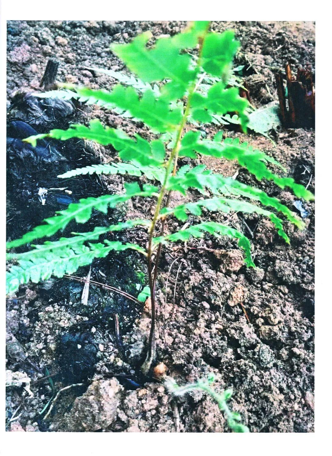 案发后,涉案金毛狗已全部移送中国花卉协会蕨类植物分会专家胡木旺的