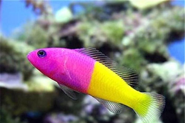 二色草莓 拉丁学名:pseudochromis diadema 别称:马来亚拟雀鲷 界