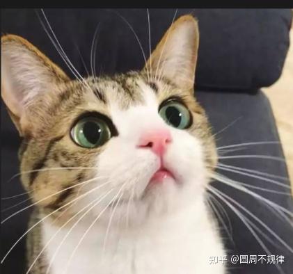 21年最热门的猫咪 告诉您多少钱 别买贵了 知乎