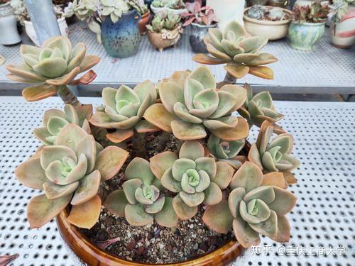 鹤仕,好养好度夏的大型多肉,颜值并不输紫乐淡雪,你看那些喜欢大盆
