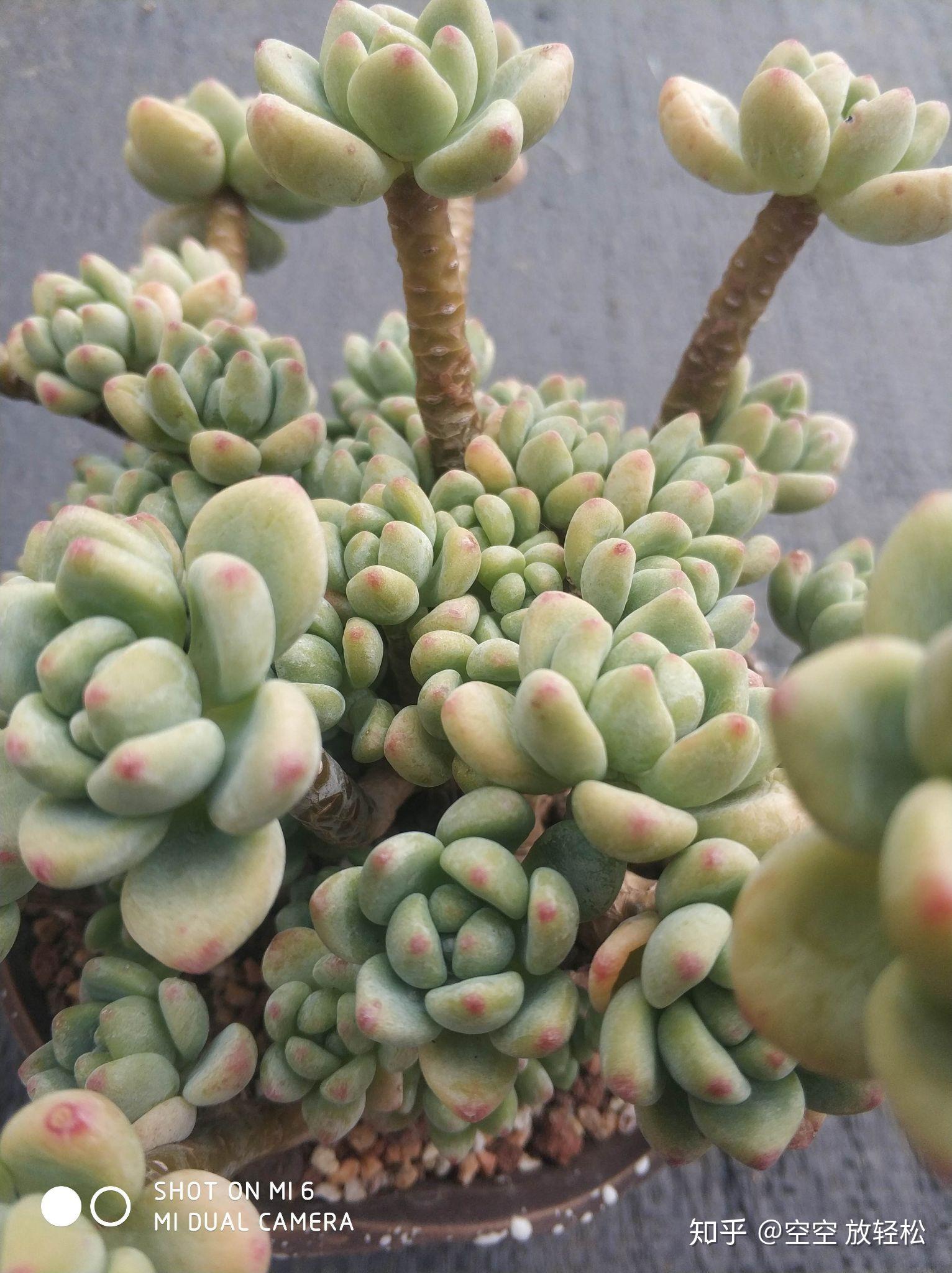 关于多肉植物"劳尔"你怎么看?