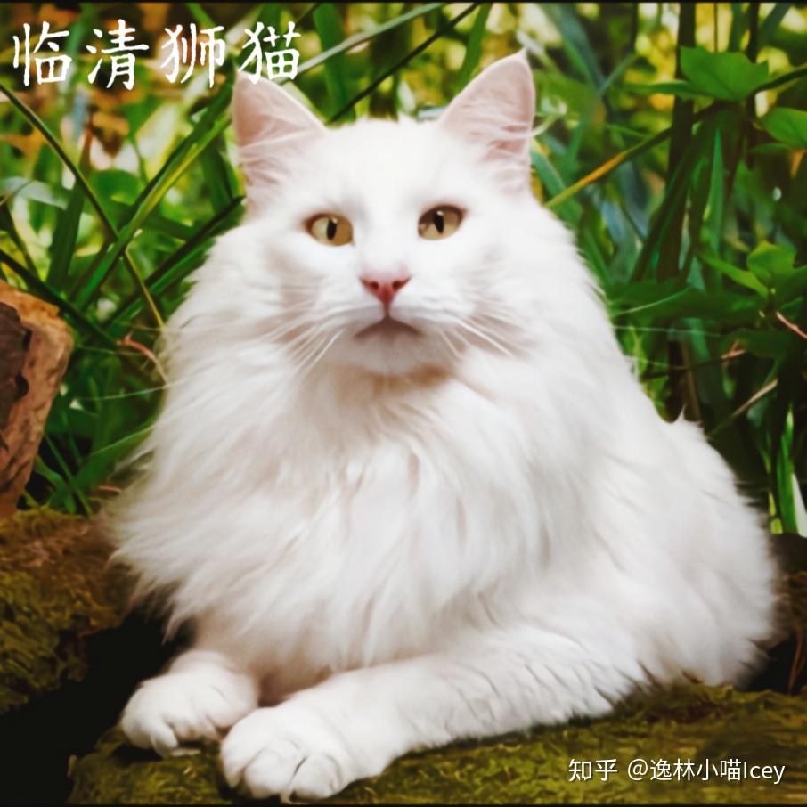 中国本土十大“名猫”大揭秘:你认识几种呢? - 知乎