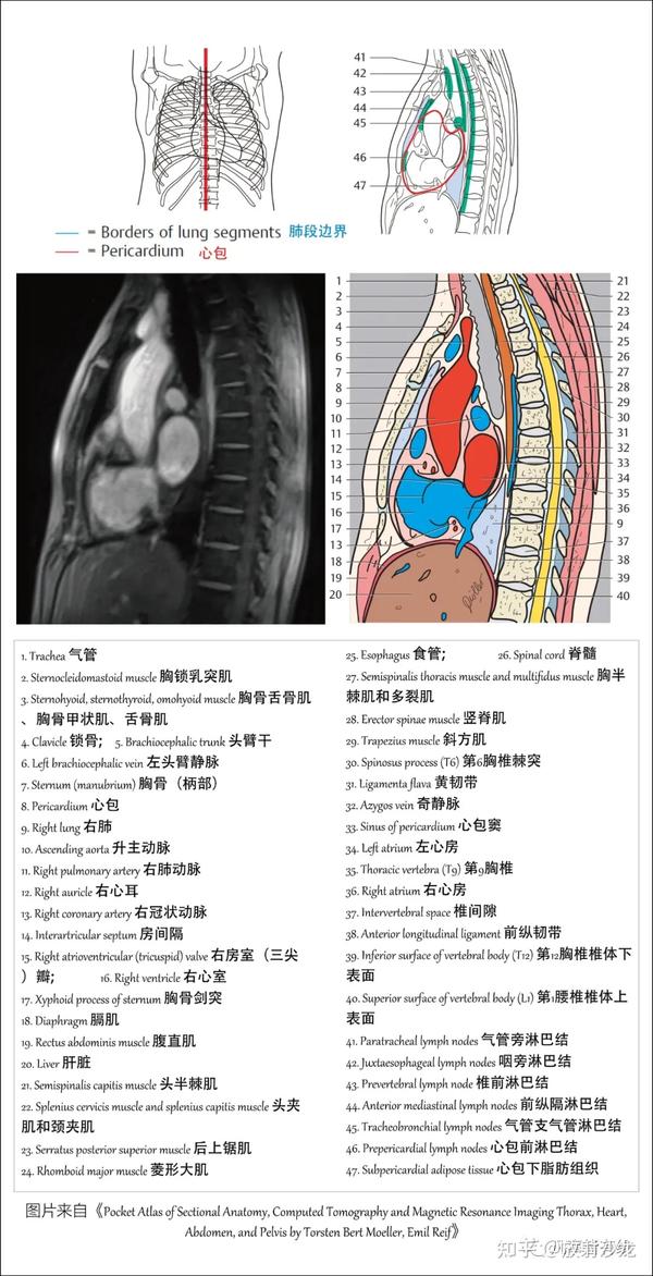 好漂亮的肺部解剖！ - 知乎