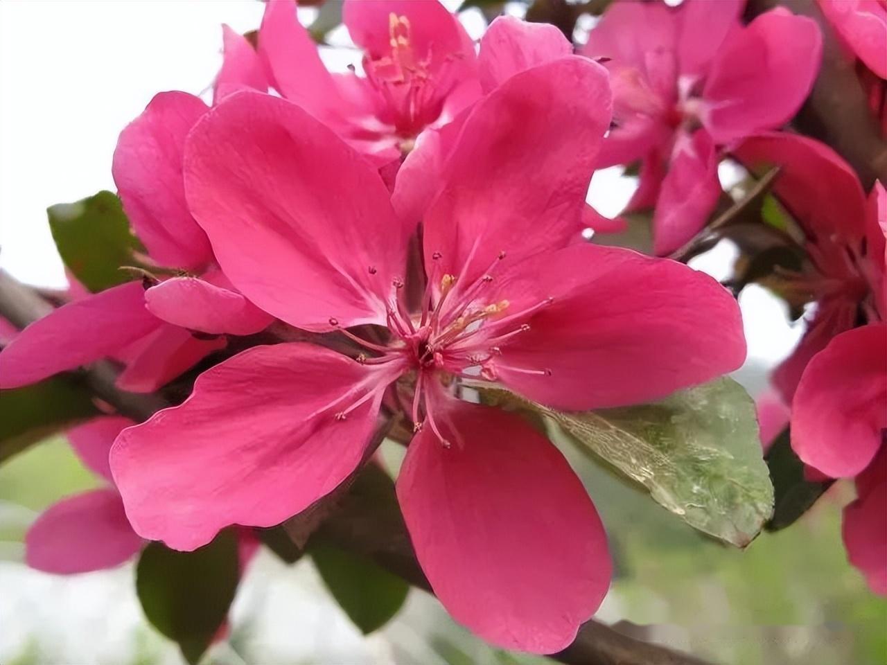 图鉴50个海棠品种谁最漂亮