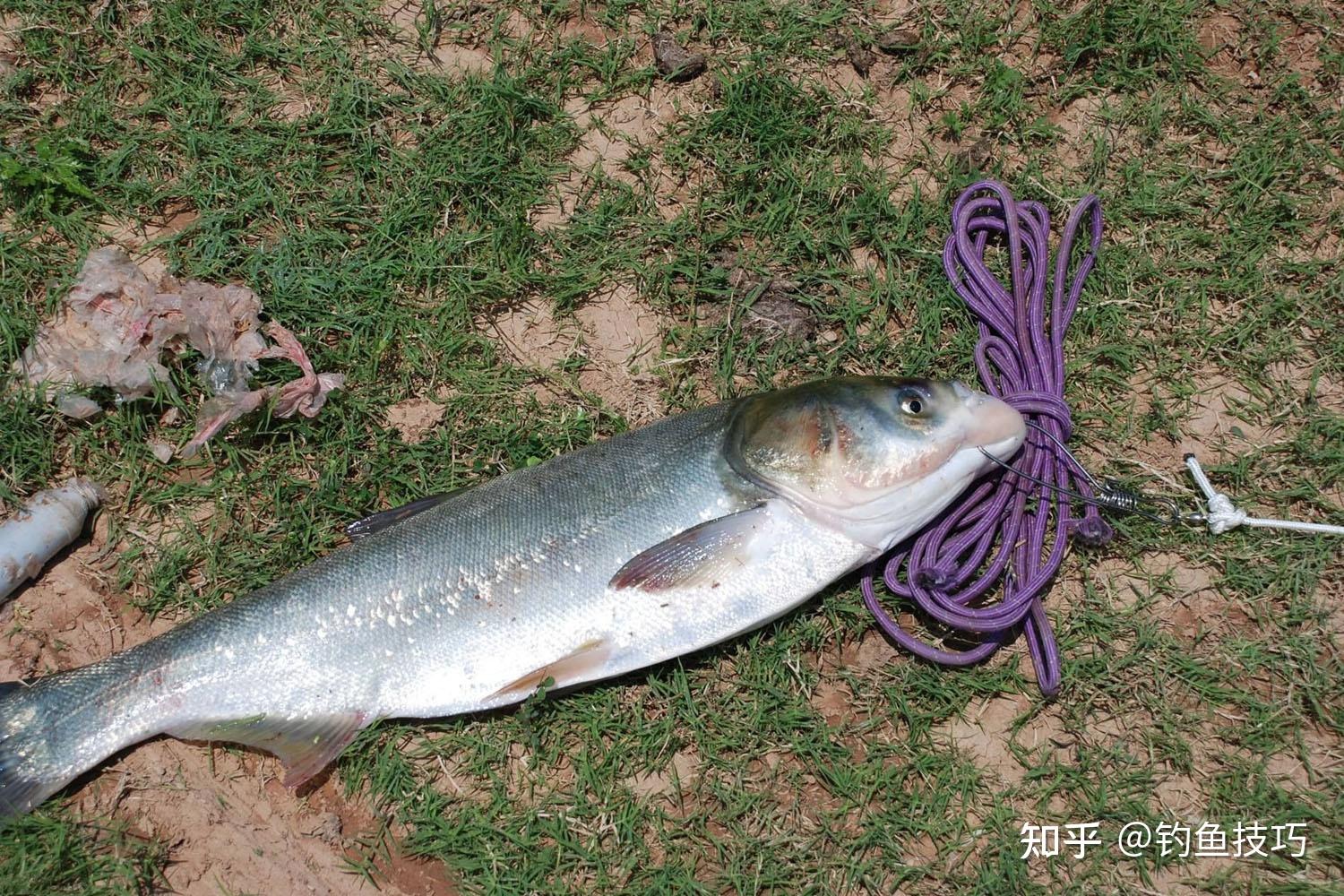 立秋后怎样钓鲢鳙?立秋后钓鲢鳙的4个要领,教你轻松钓到大鲢鳙 - 知乎