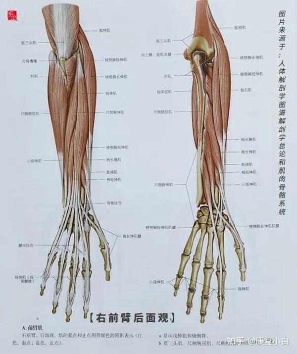 人体功能解剖——前臂后侧肌群 - 知乎