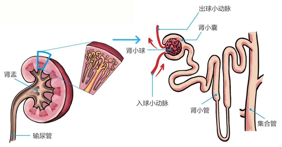3 肾单位的构造 - 超强图解猫慢性肾脏疾病早期诊断与家庭护理 - 知乎