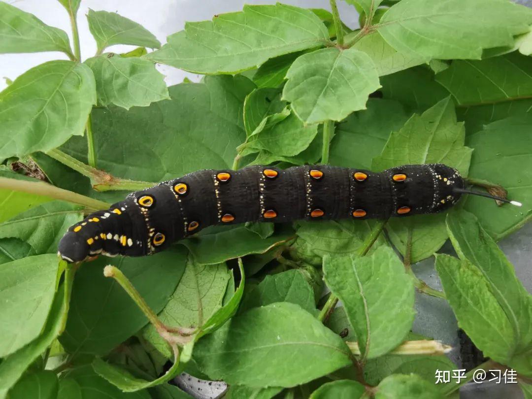 黑色大虫子是什么?芋双线天蛾