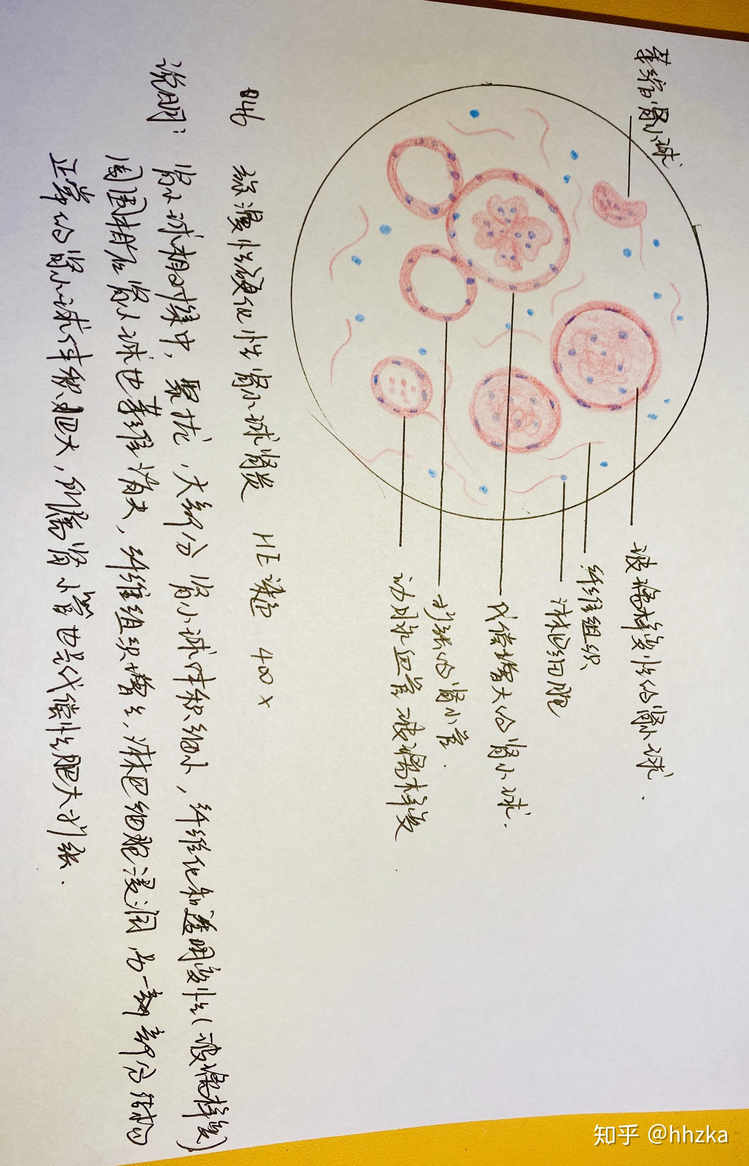 人淋巴细胞手绘图图片