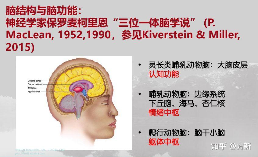 >>>>三位一体脑学说图中黄色的部分是负责认知功能的大脑皮层,这是灵