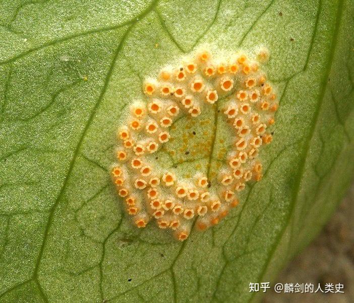 【地球生物全系列——从单细胞到人类】担子菌门—柄锈菌亚门 - 知乎