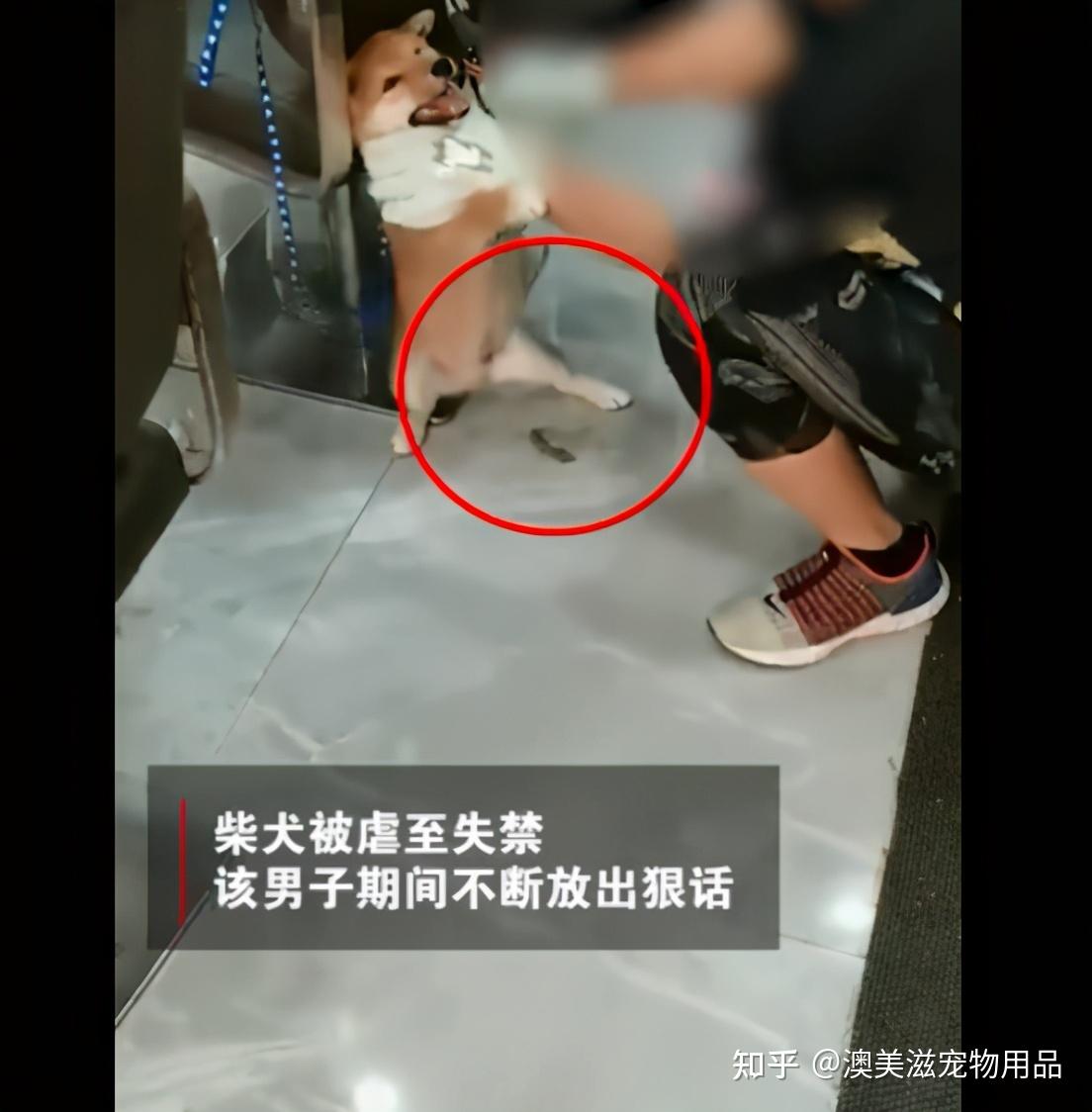 男子持铁钳虐狗拔牙狗狗表情让人心颤抖视频流出引起众怒