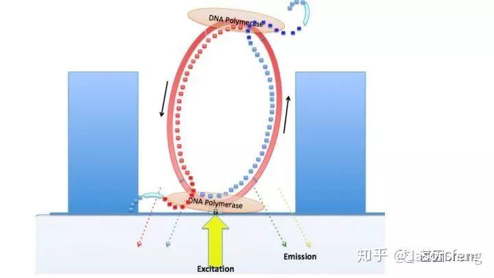 Pacbio测序原理以及SMRT bell文库构建流程简述 - 知乎