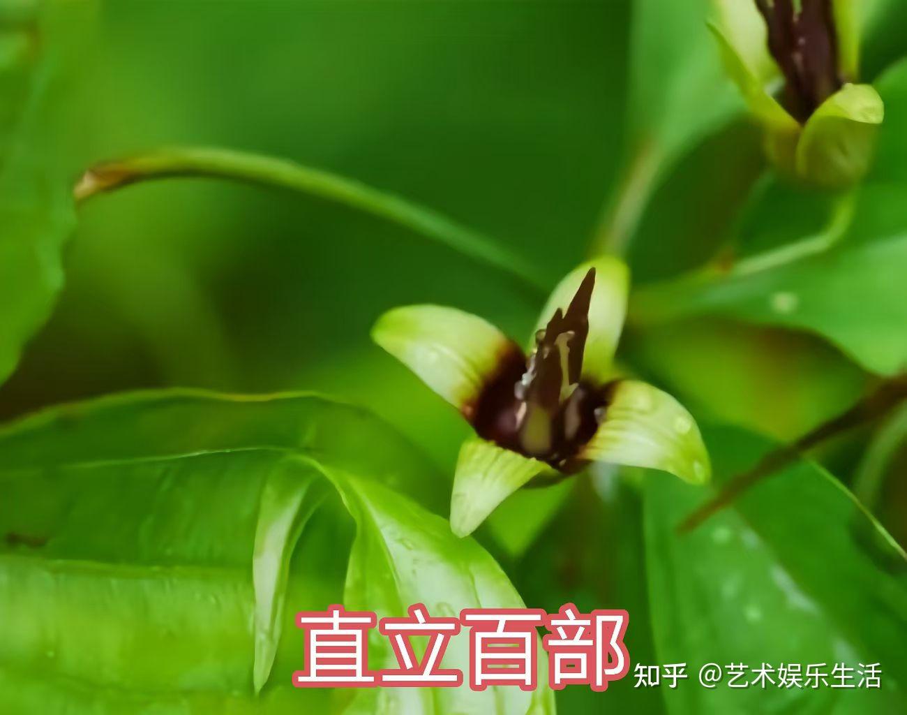 30种百部科植物的代表物种 - 知乎