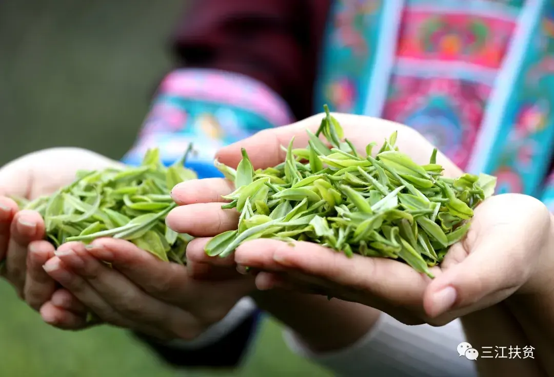 三江茶