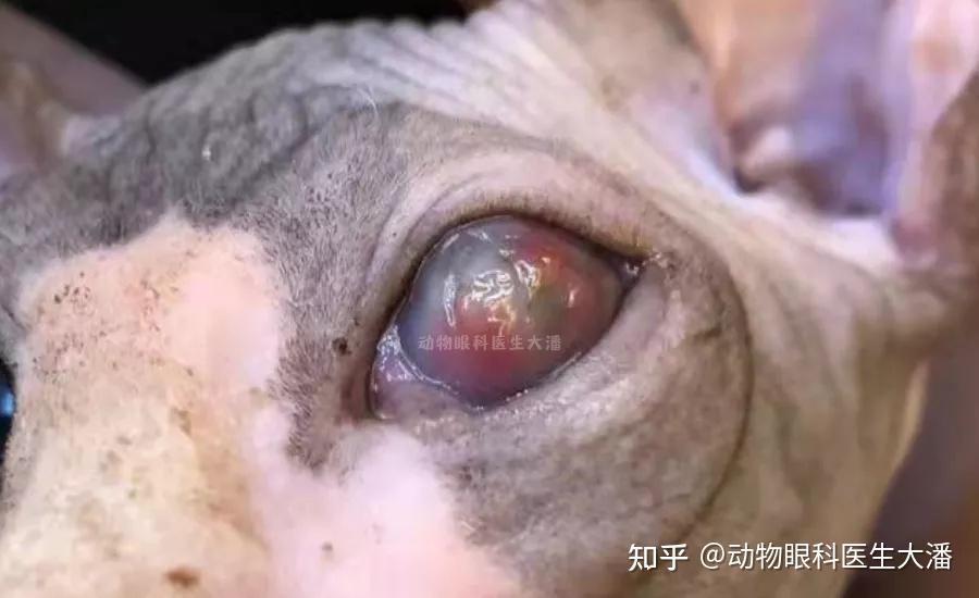 眼球糜烂眼睛溃疡眼球红肿角膜溃疡的治疗