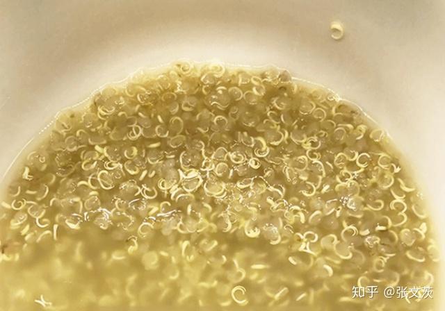 藜麦的营养特点之一是胚芽占比极高,具有营养活性,这是很多谷物不具备