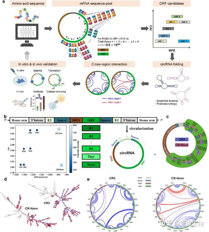 继“LinearDesign”后又一重磅成果,斯微联合中国药科大学推出环状RNA结构预测及序列设计新算法“circDesign” - 知乎