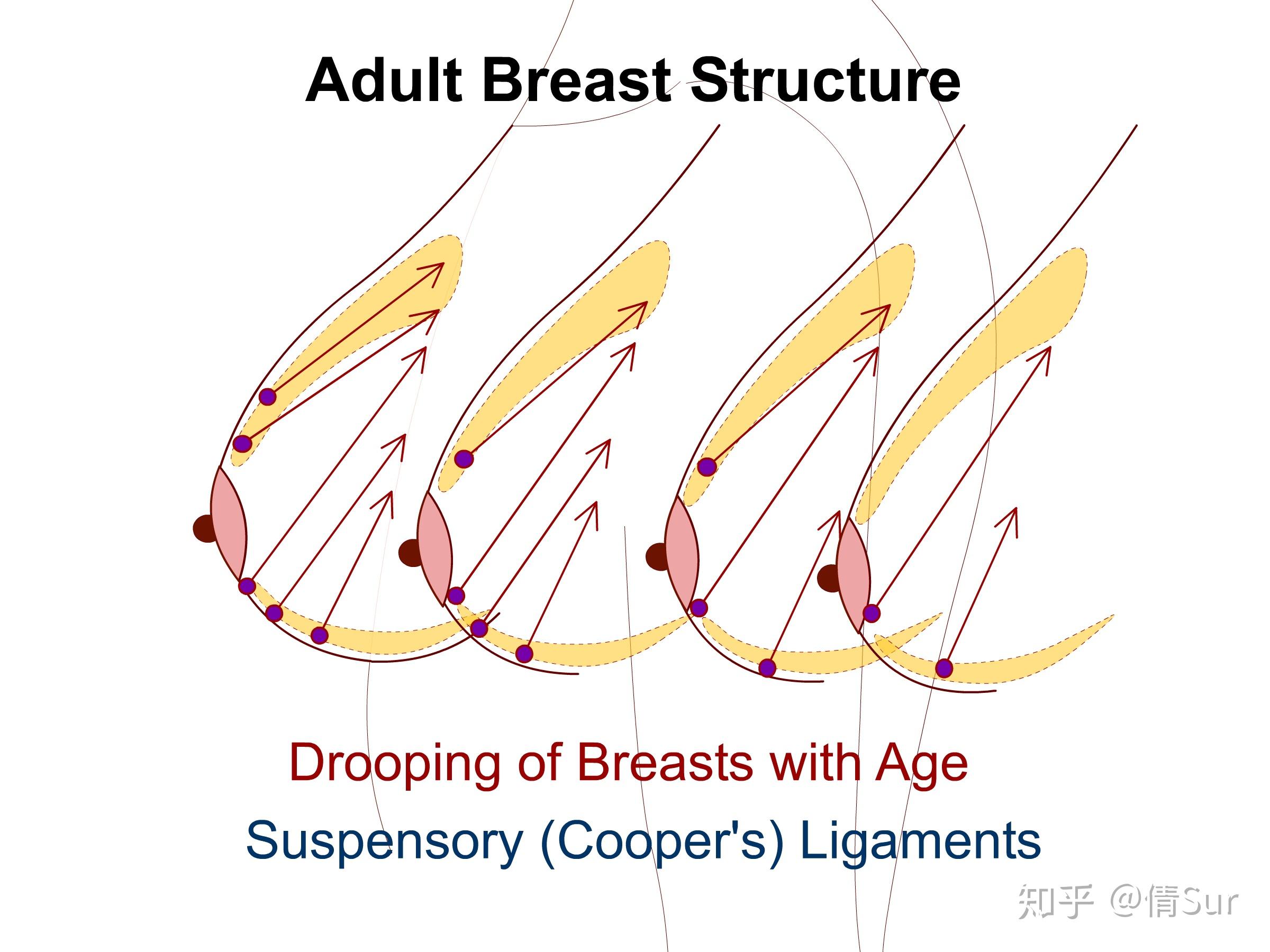 乳房解剖模型 女性哺乳期乳房模型 女性生殖乳房美容模型-阿里巴巴
