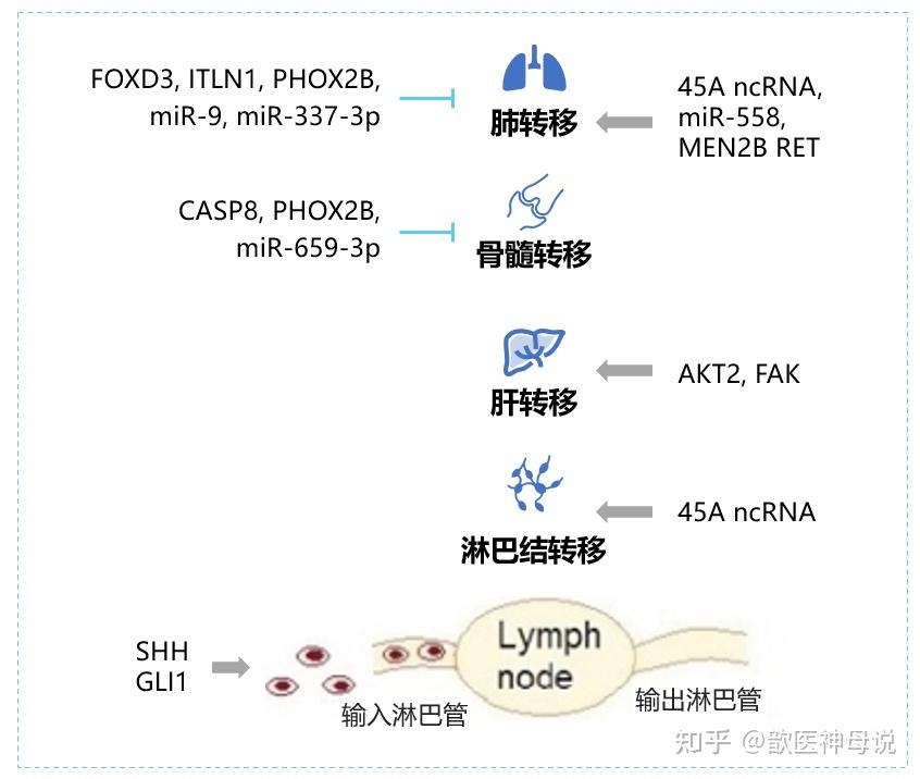 肿瘤异质性——神经母细胞瘤治疗与预后的决定因素 - 知乎